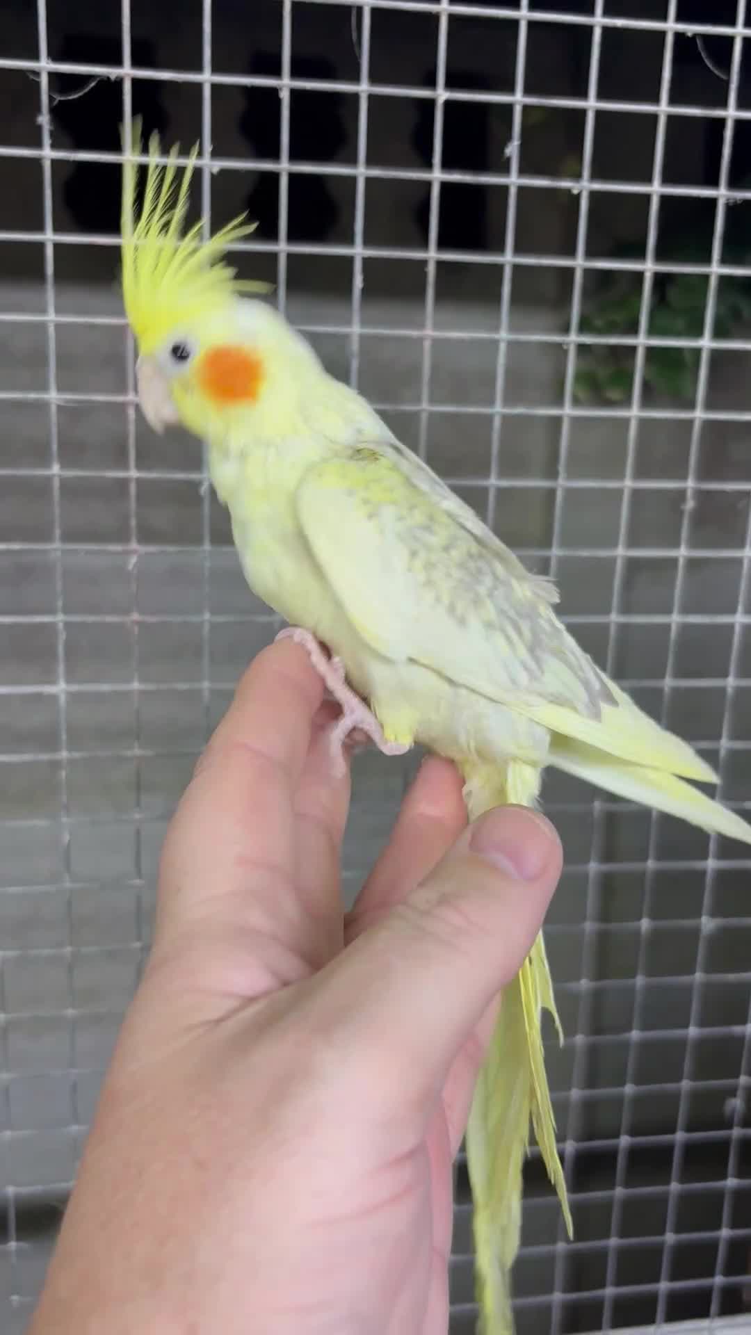 Cockatiels birds for sale: Hand reared hand tame  in Stoke-on-Trent - Video 1