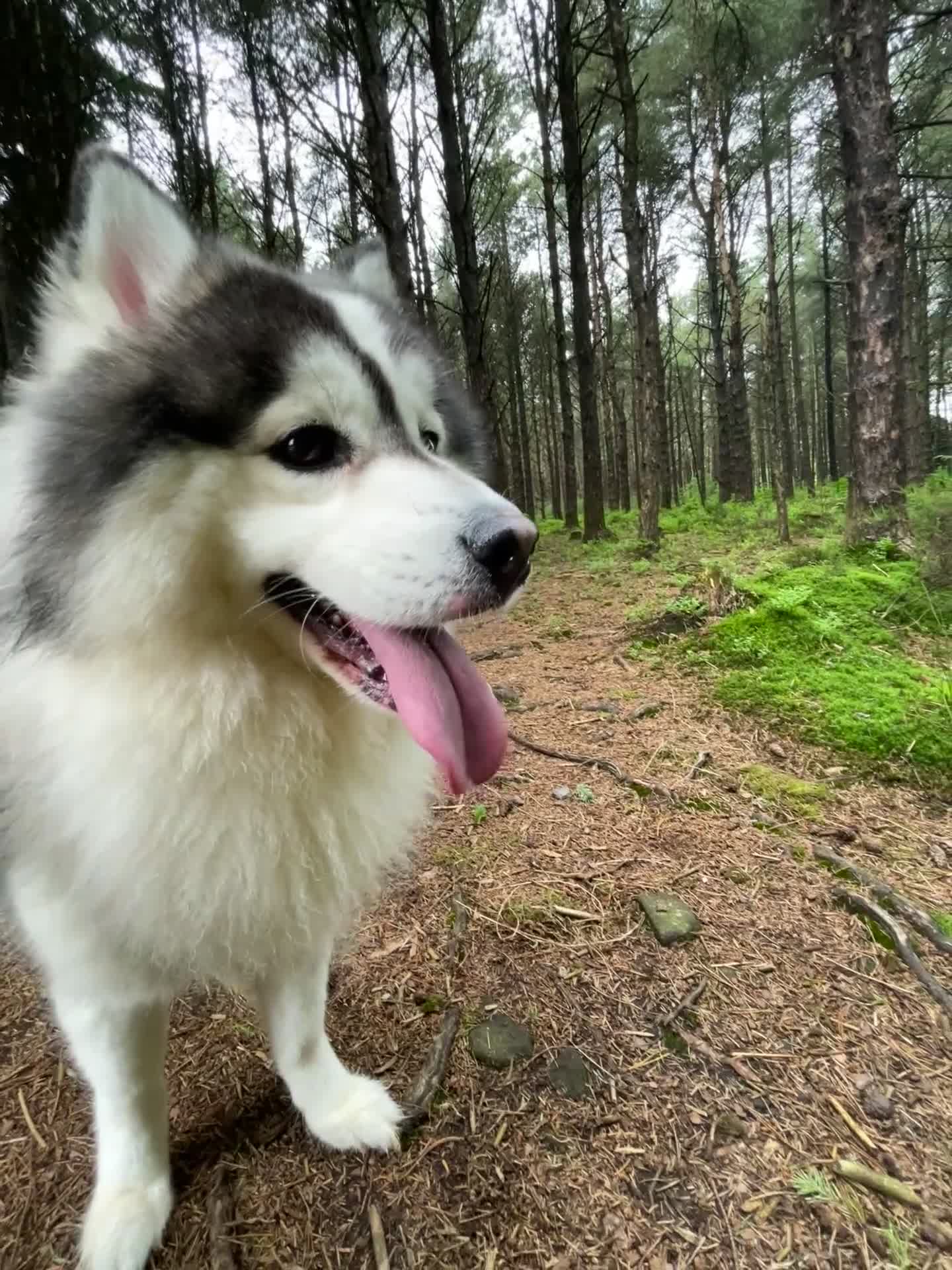 Pomsky dogs for stud: POMSKY STUD USA BLOODLINE RARE BLUE - Video 2