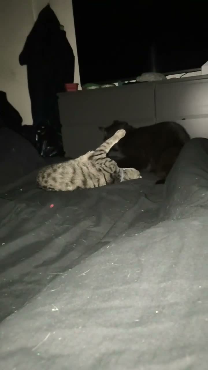 Mixed Breed cats for sale: Looking to sell my two beautiful girls  in Bridgend - Video 1