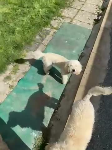 Miniature Poodle dogs for sale: Pedegree miniature poodle boy - Video 2