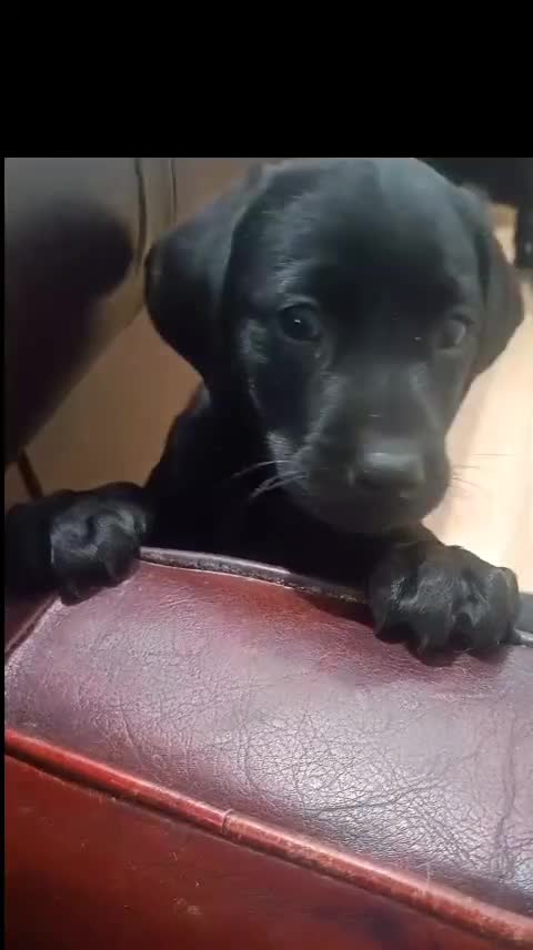 Labrador Retriever dogs for sale: KC registered puppies, health tested parents - Video 1