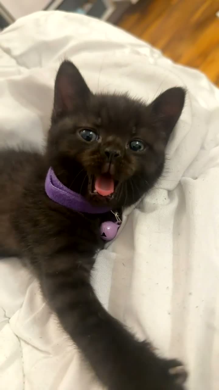 Mixed Breed cats for sale: Beautiful mixed British shorthair kittens - Video 4