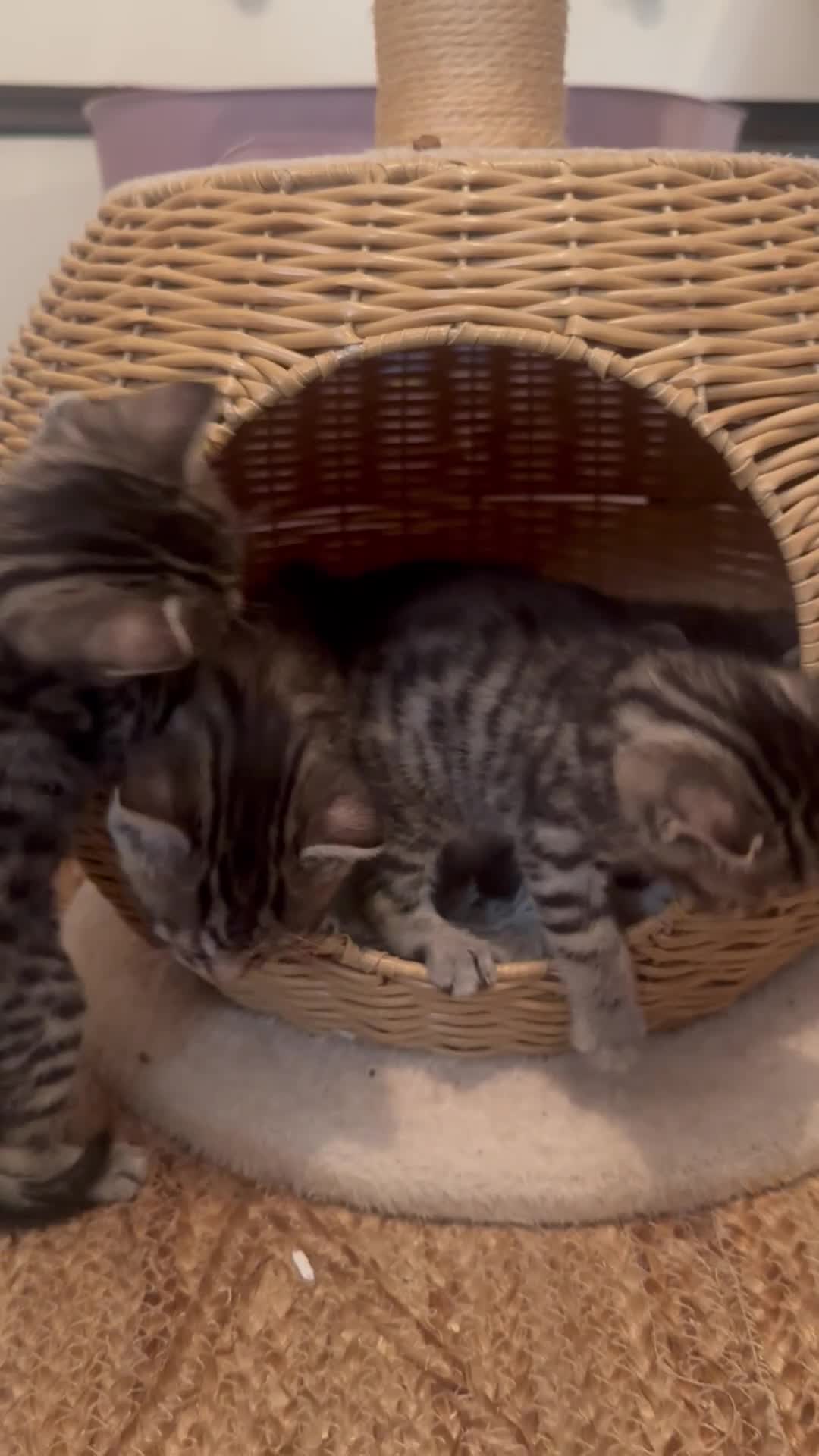 Bengal cats for sale: Mixed breed bengal kittens  in Ware - Video 1
