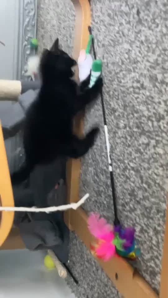 American Shorthair cats for sale: 1 Male Black Kitten! - Video 3