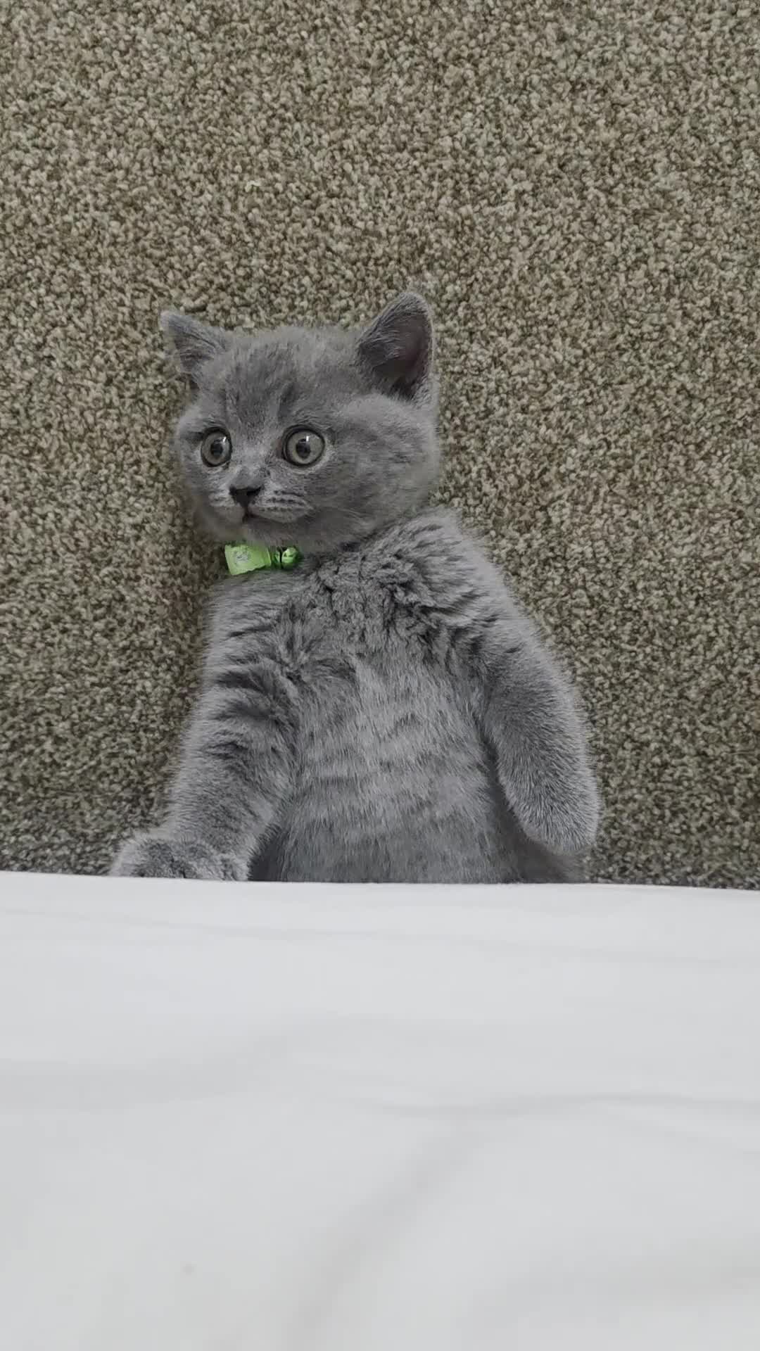 British Shorthair cats for sale: Stunning British Shorthair Blue Kitten for Sale in London - Video 2