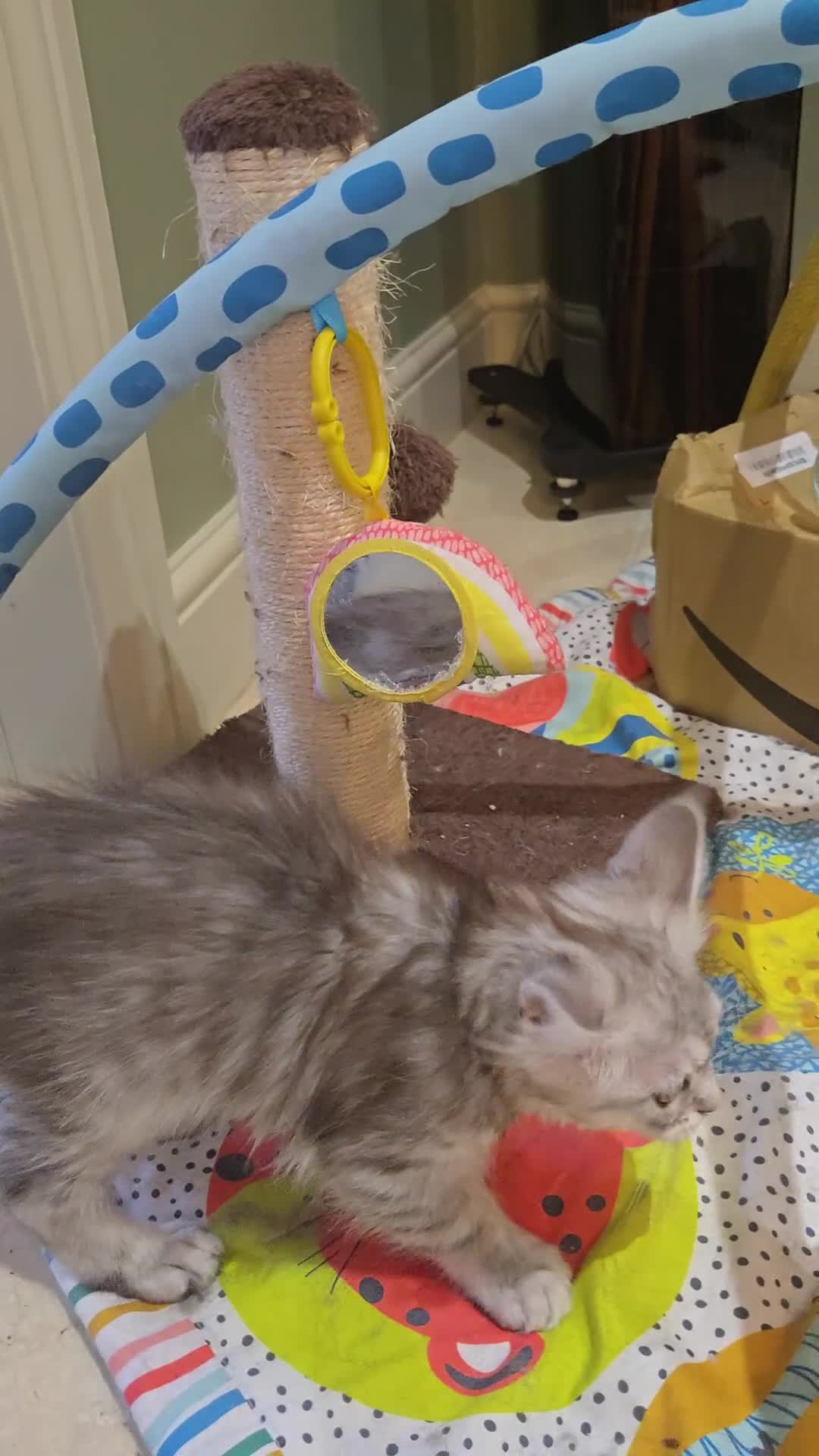 Maine Coon cats for sale: 1 GCCF Registered Female  - Video 1