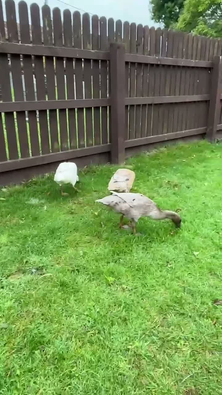 Ducks poultry for sale: 3 x female runner ducks and coop- good home Only in Bridgwater - Video 1