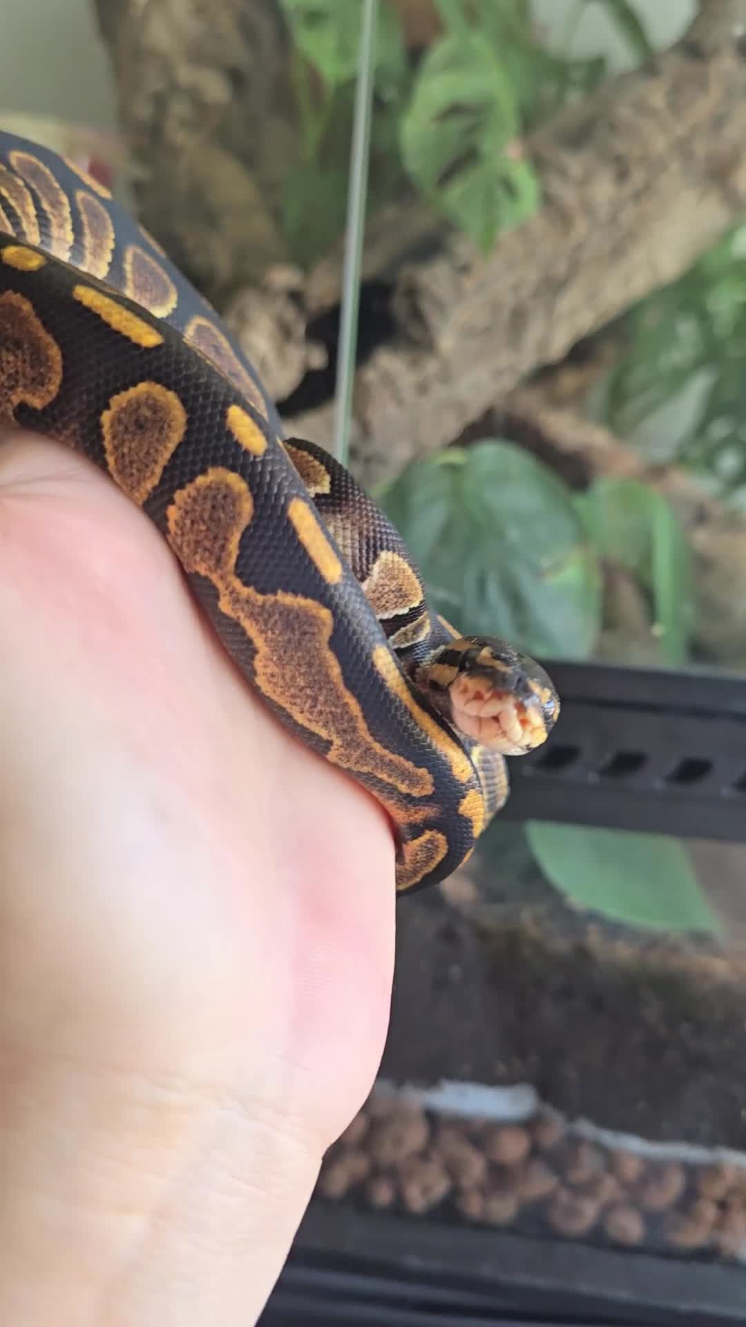 Python Snake reptiles for sale: Ball pythons - Video 1