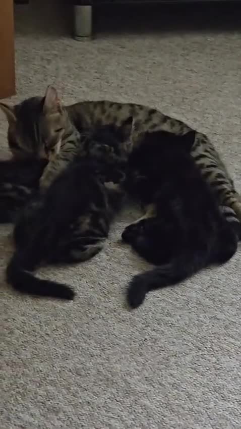 Mixed Breed cats for sale: RH16 3HE - Video 1