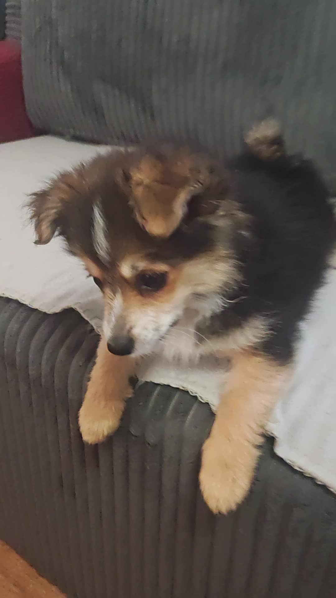Maltipom dogs for sale: Maltipom  in Stoke-on-Trent - Video 1