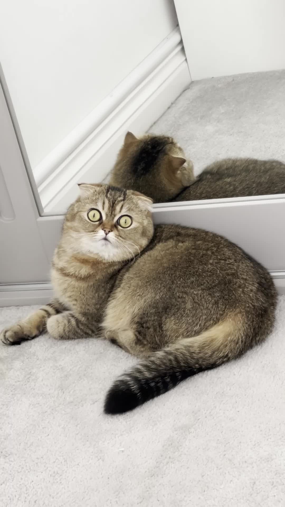 Scottish Fold cats for sale: Brother&Sister ScottishFold - 2 year olds - Video 1