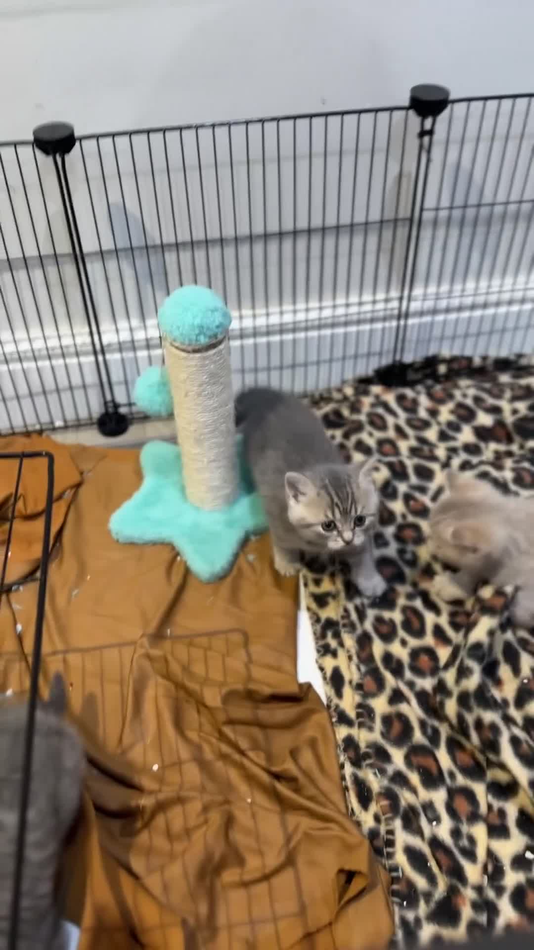 British Shorthair cats for sale: British short hair - Video 3