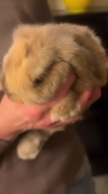 Mini Lop rabbits for sale: 2 harli mini lops males 10 weeks - Video 2