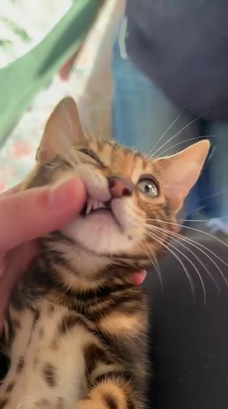 Bengal cats for sale: LUCIEN IS ON THE HUNT FOR HIS FOREVER FAMILY! - Video 2