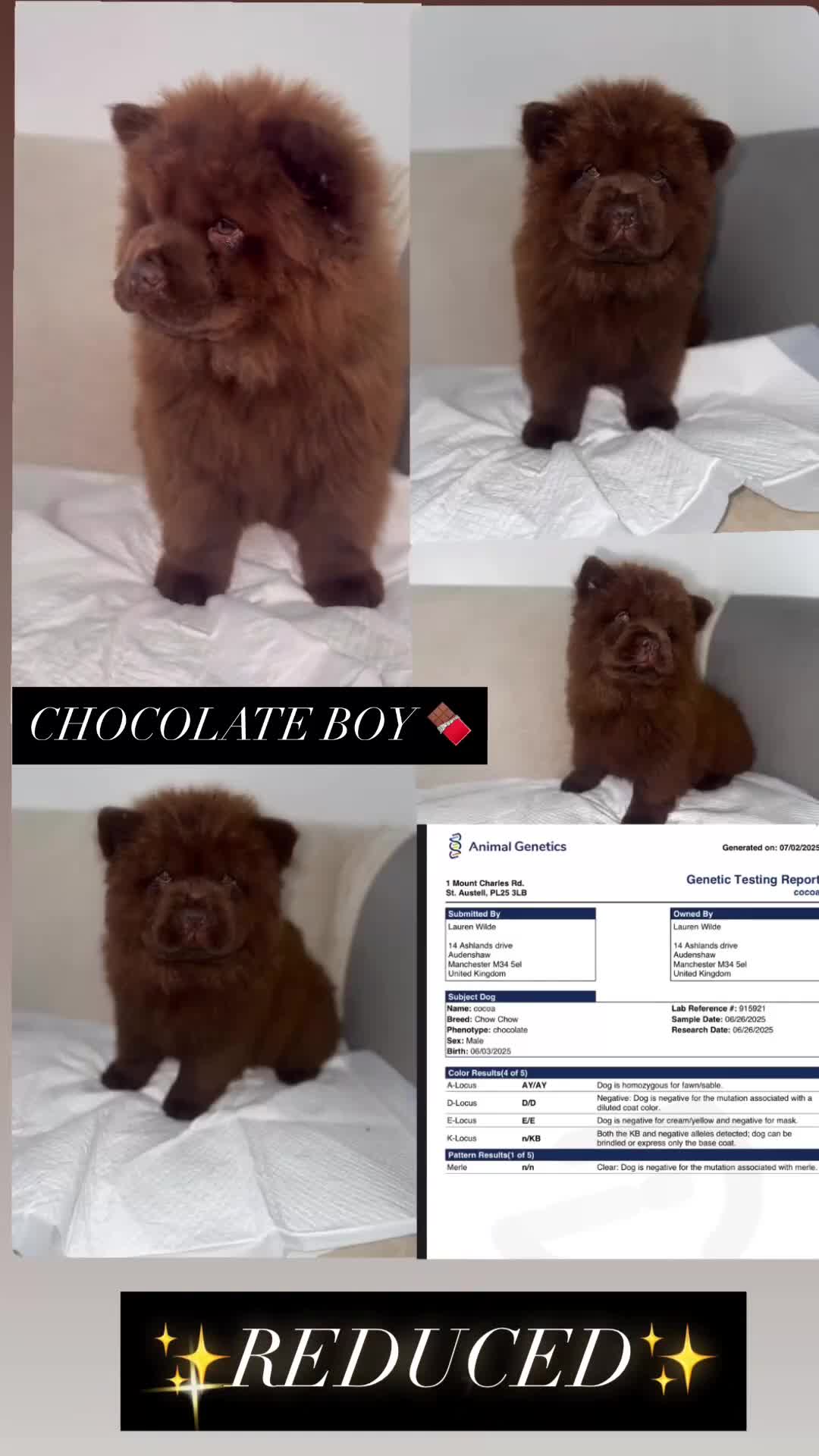 Chow Chow dogs for sale: QUALITY CHOW CHOW  - Video 2