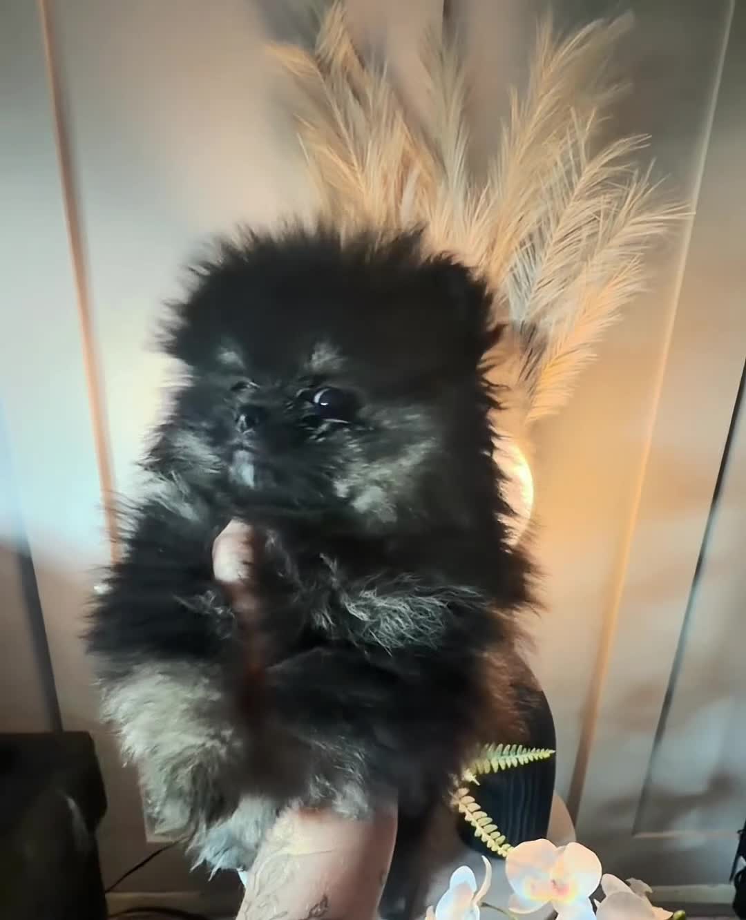 Pomeranian dogs for sale: Adorable teddy bear pomeranian - Video 1