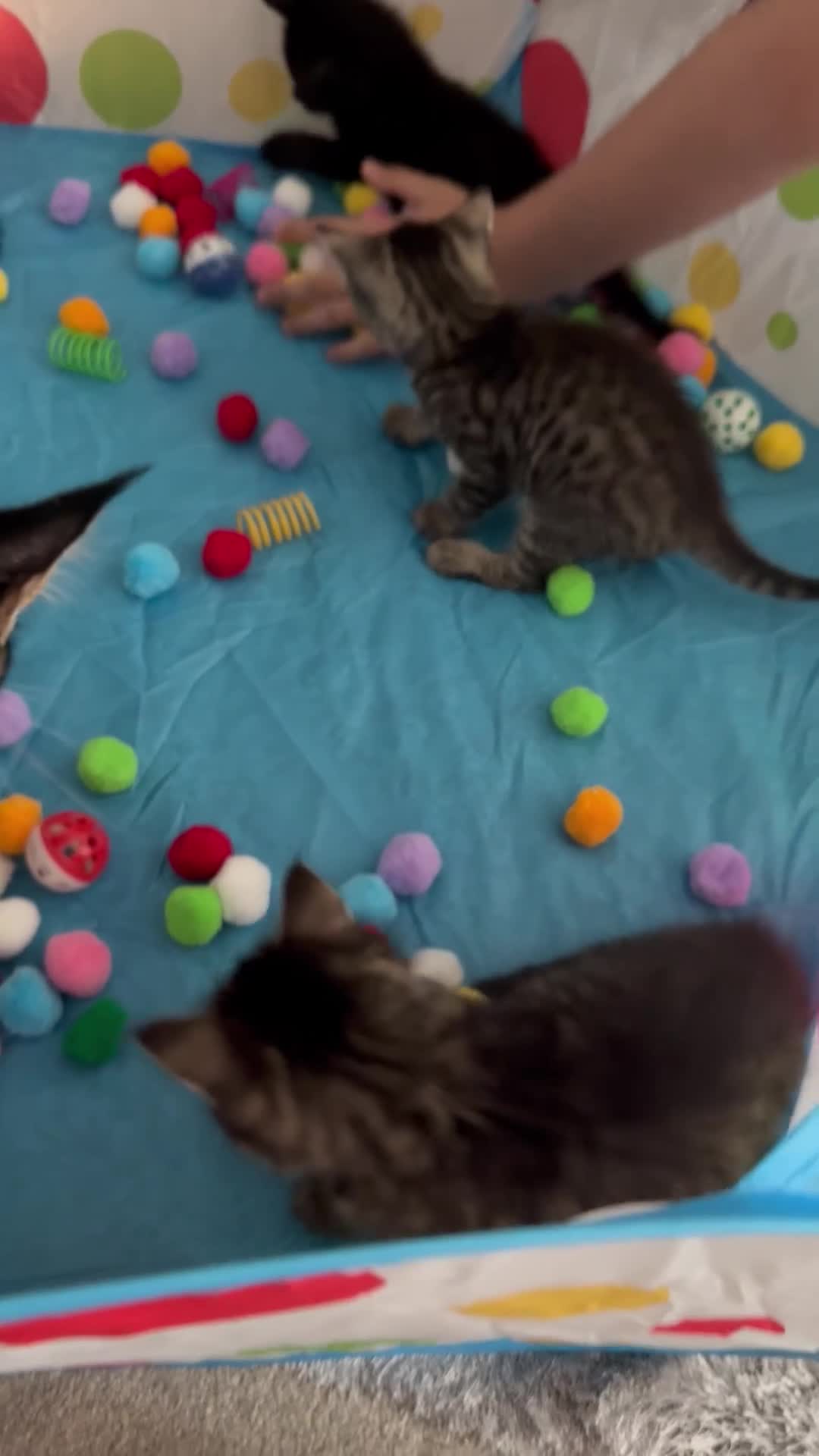 Mixed Breed cats for sale: Stunning kittens for sale x - Video 1