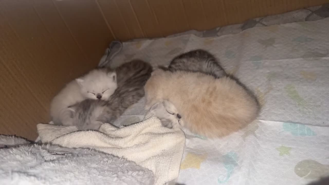 Mixed Breed cats for sale: Scottish Fold × British Shorthair Kittens in Enfield - Video 1