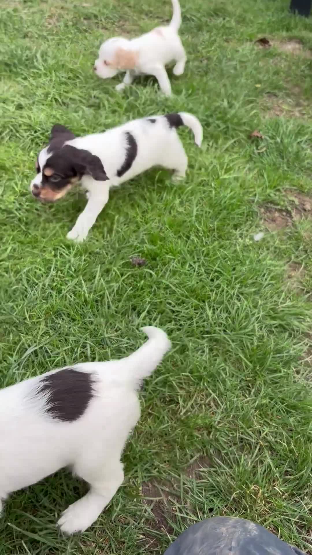 Cocker Spaniel dogs for sale: Gorgeous working cocker spaniel puppies  - Video 1