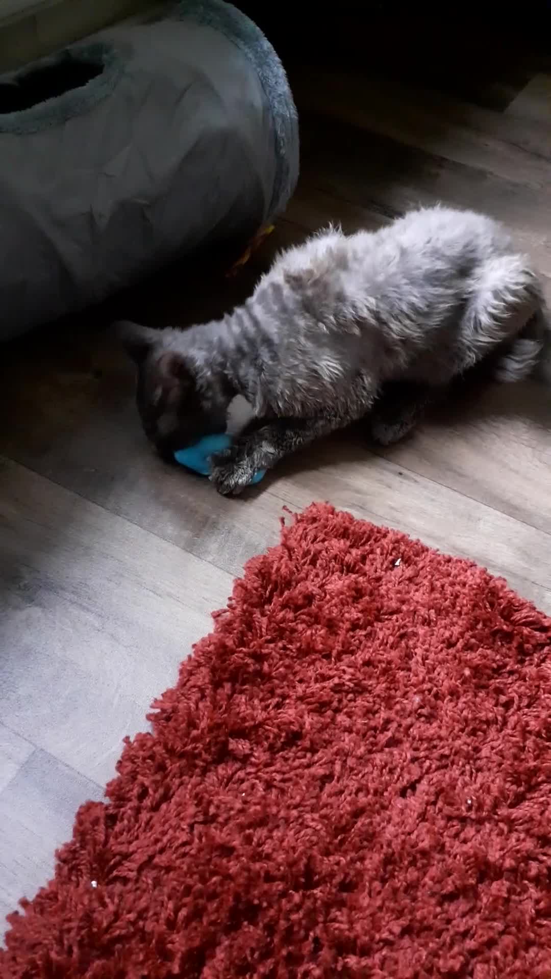 Devon Rex cats for sale: Devon rex - Video 1