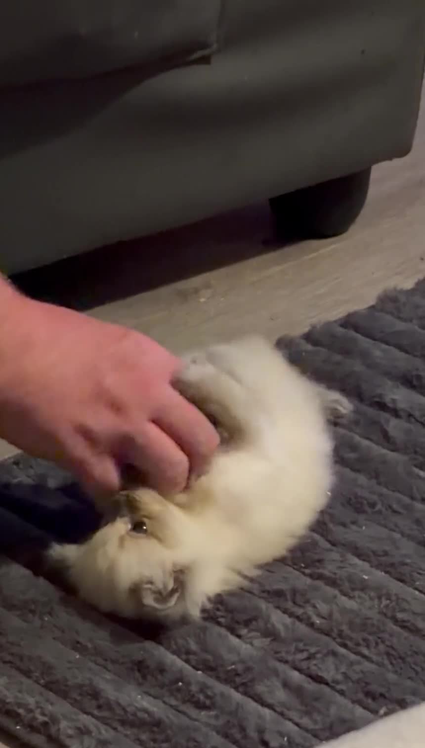 Ragdoll cats for sale: Ragdoll kitten beautiful fluffy girl  - Video 1