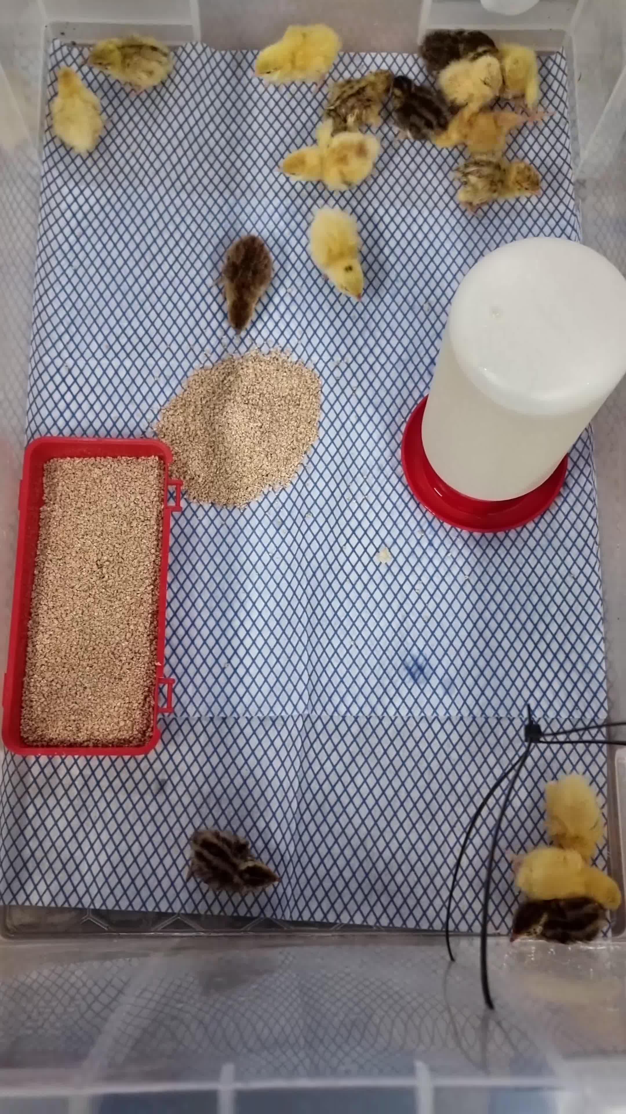 Quail poultry for sale: 🐣 Live Coturnix Jumbo Quail for Sale - Video 5