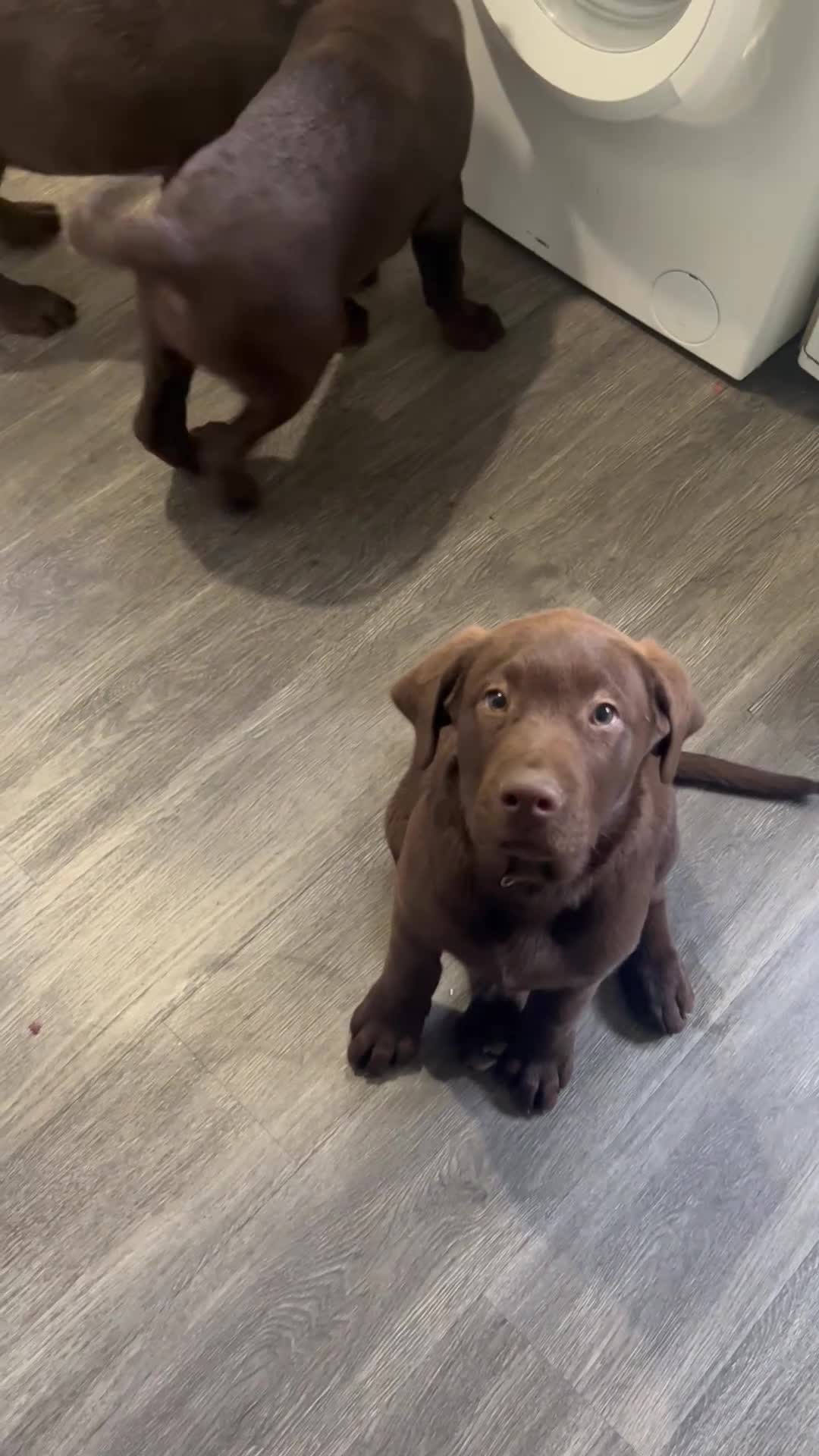 Labrador Retriever dogs for sale: Beautiful Labrador Retriever Puppies for Sale - Video 2
