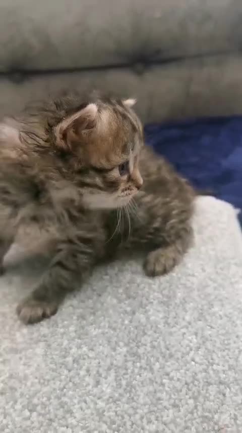 Siberian cats for sale: Registered Siberian Kittens  - Video 2