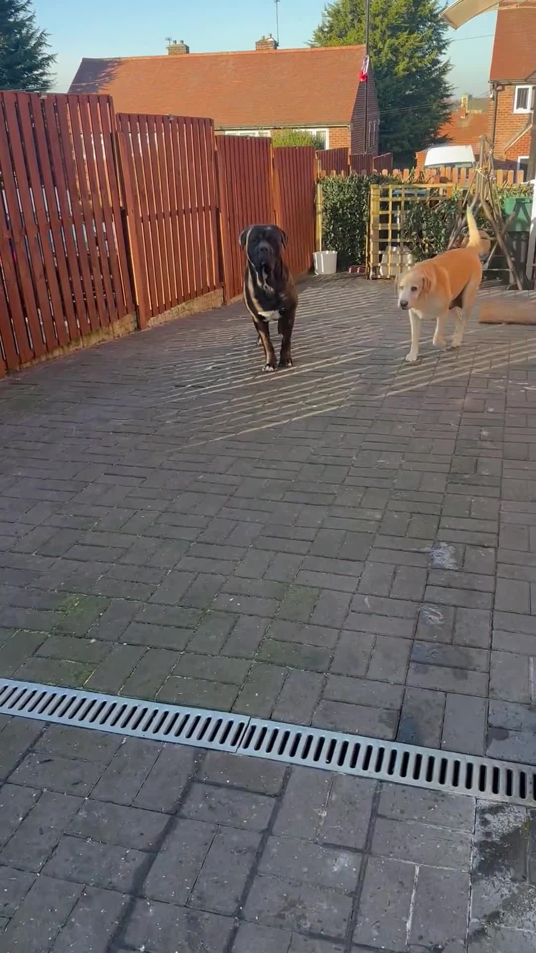 Mixed Breed dogs for sale: Male Cane Corso - Experienced Home Needed  - Video 1