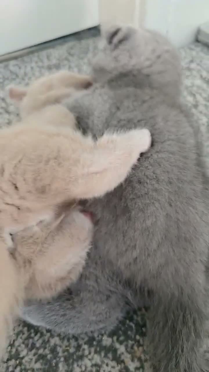 British Shorthair cats for sale: British shorthair kittens  - Video 5