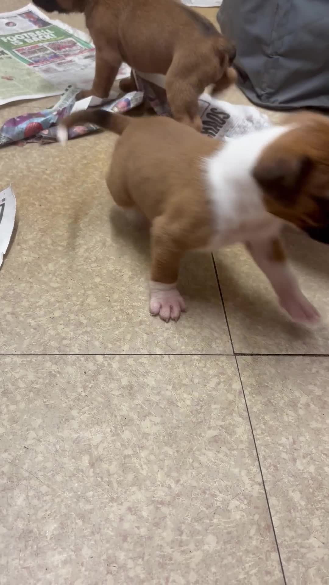 Boxer dogs for sale: 1 girl beautiful boxer puppies left  - Video 1
