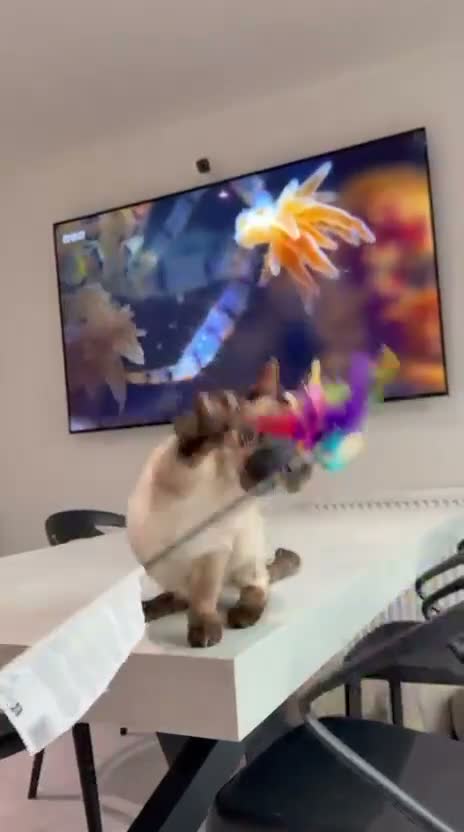 Bengal cats for sale: £850 for both - Snow Smoke and Blue Silver  - Video 1