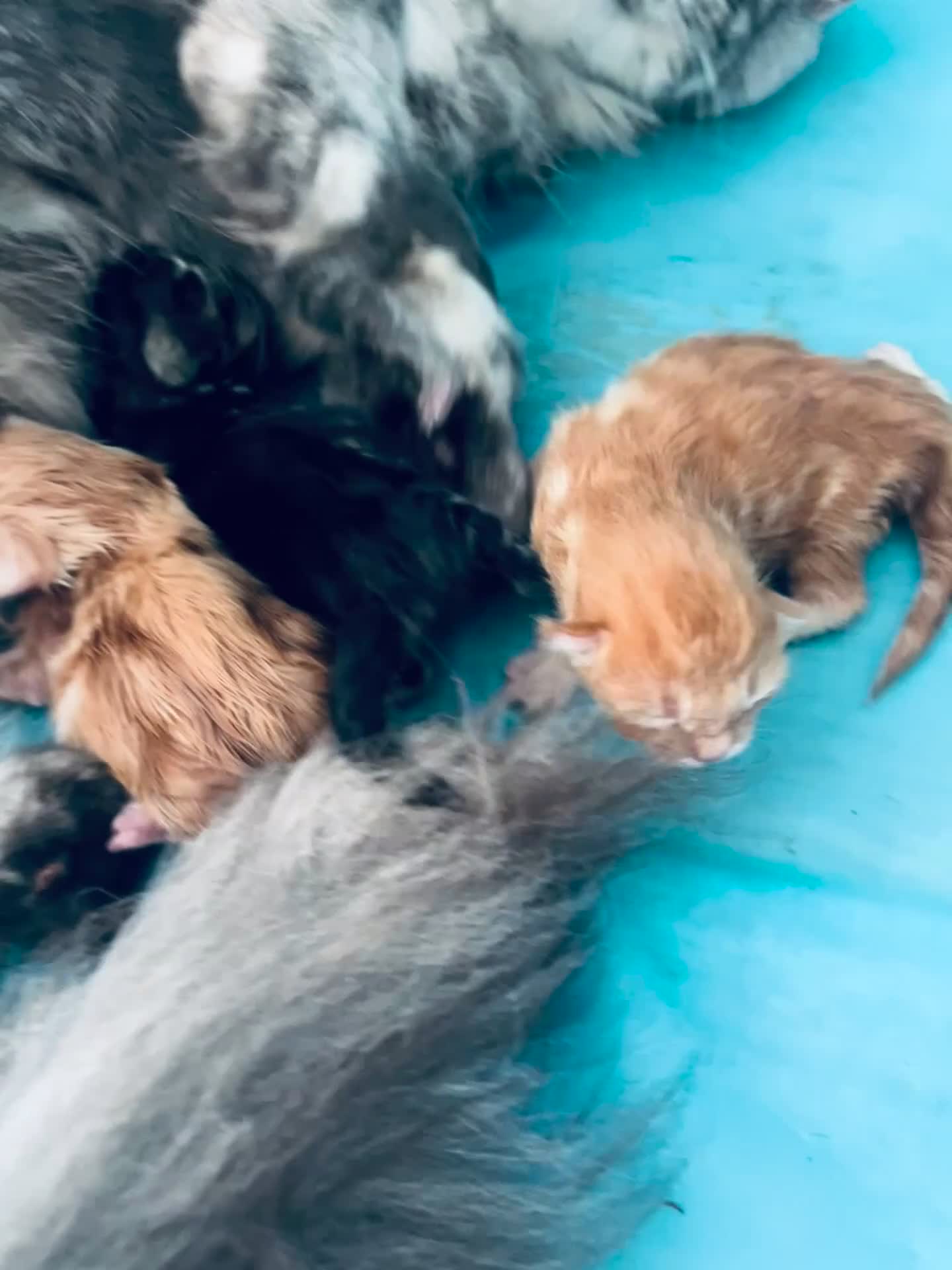Mixed Breed cats for sale: 4Maine Coon Cross Male Kittens Need Loving Homes . - Video 4