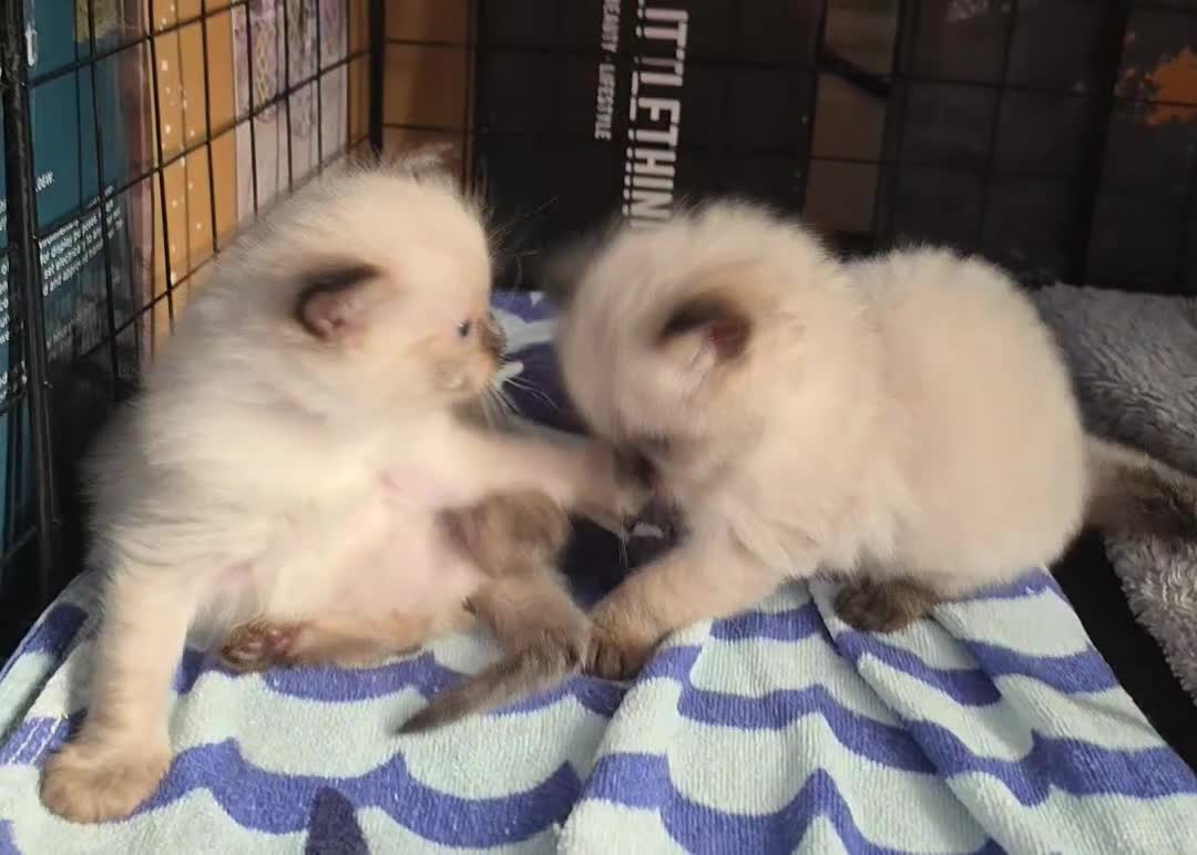 Ragdoll cats for sale: 2 seal point female ragdolls - Video 2