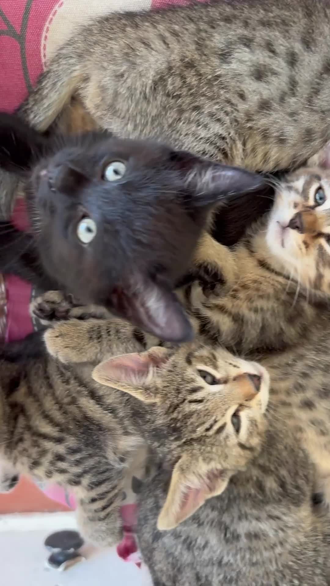 Savannah cats for sale: Savannah x Dorset Lad  - Video 1