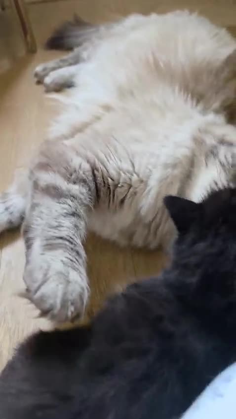 Mixed Breed cats for sale: Beautiful Fluffy Tortoiseshell Female Kitten - Video 3