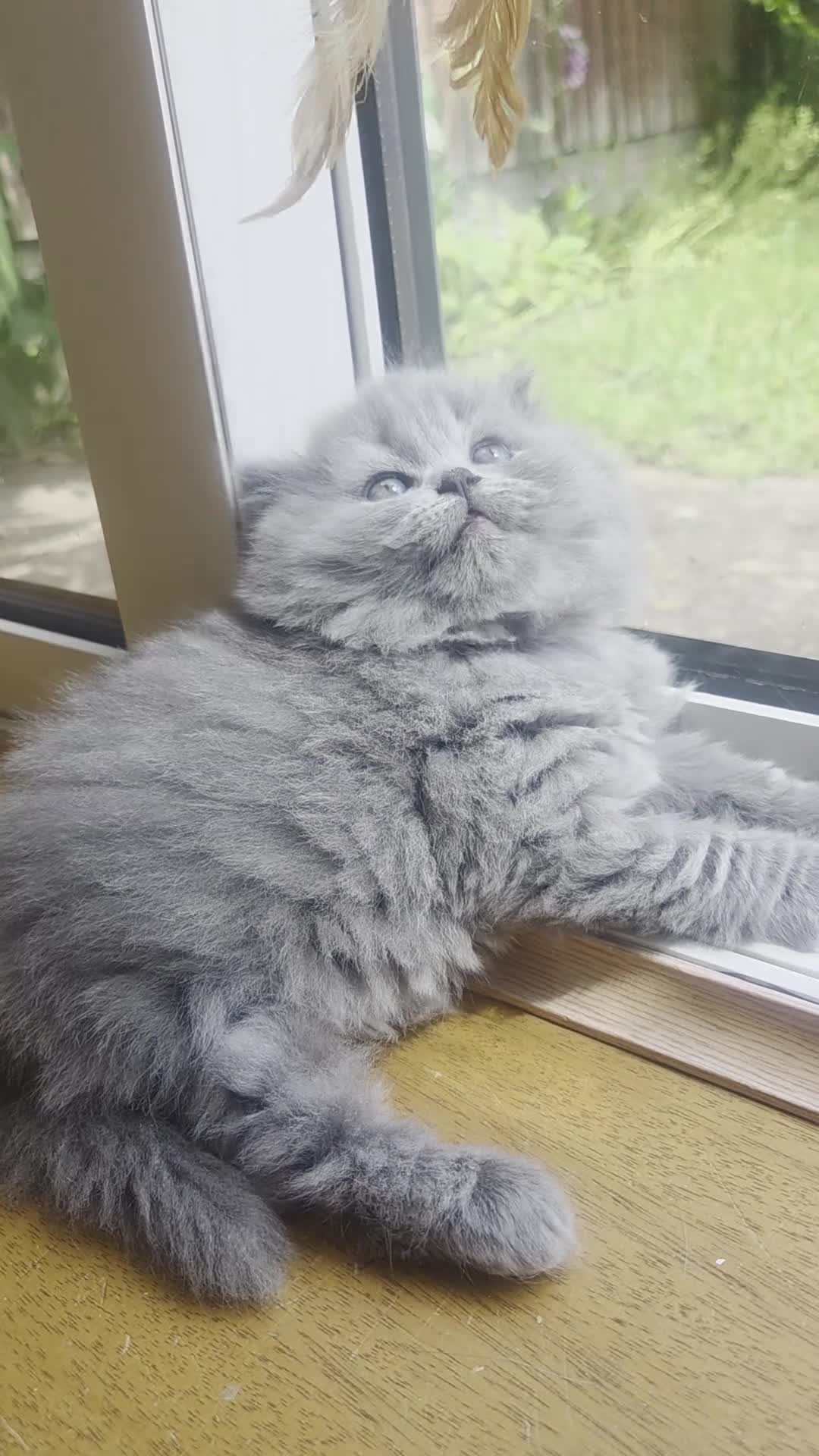 British Longhair cats for sale: Kittens blue boys and girl  in Nottingham - Video 1