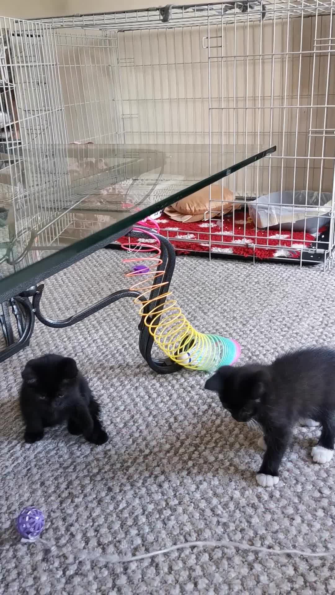 British Shorthair cats for sale: Beautiful male British short hair cross kittens  - Video 2
