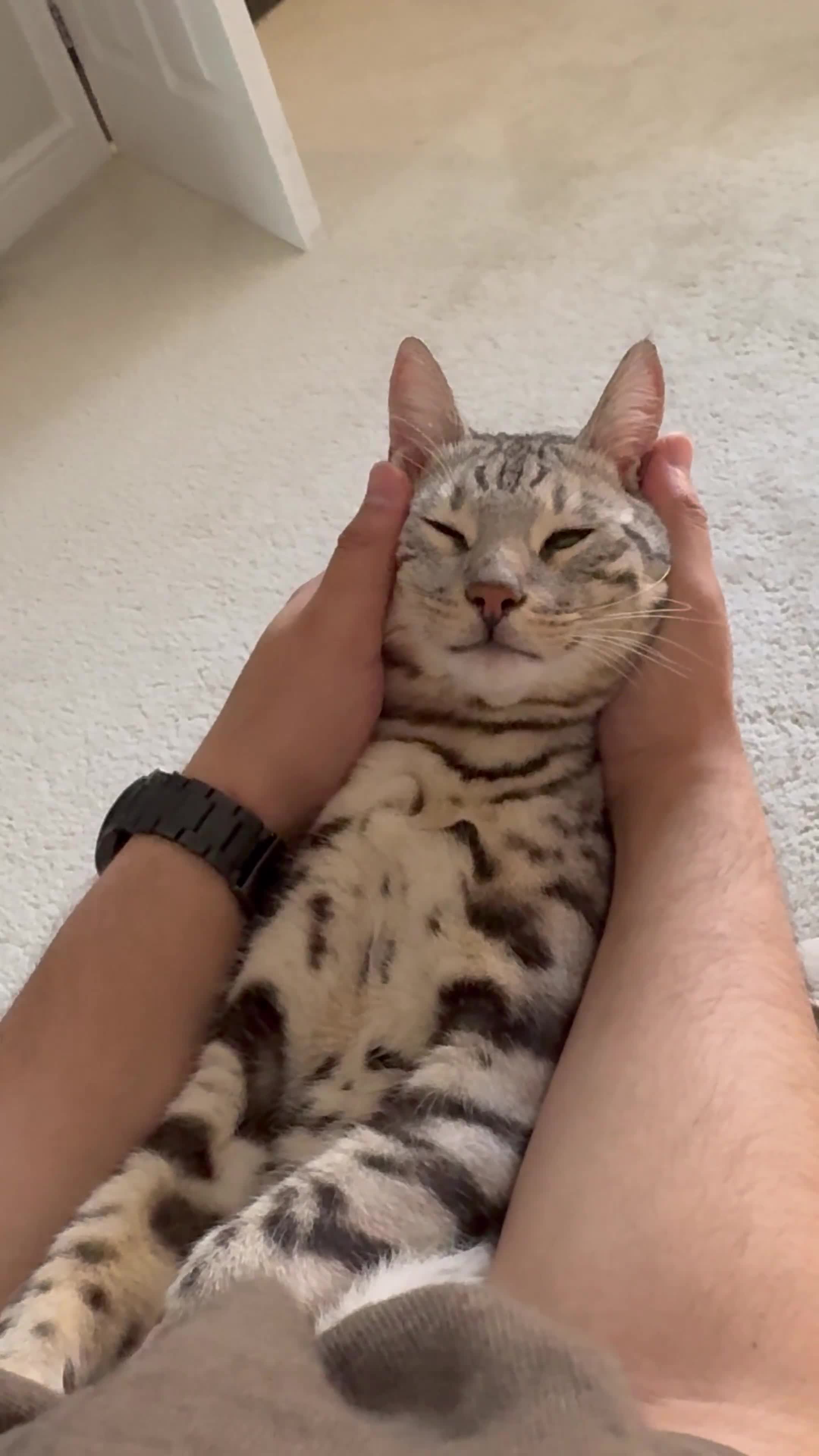 Bengal cats for sale: Male Silver Bengal in Rochdale - Video 1