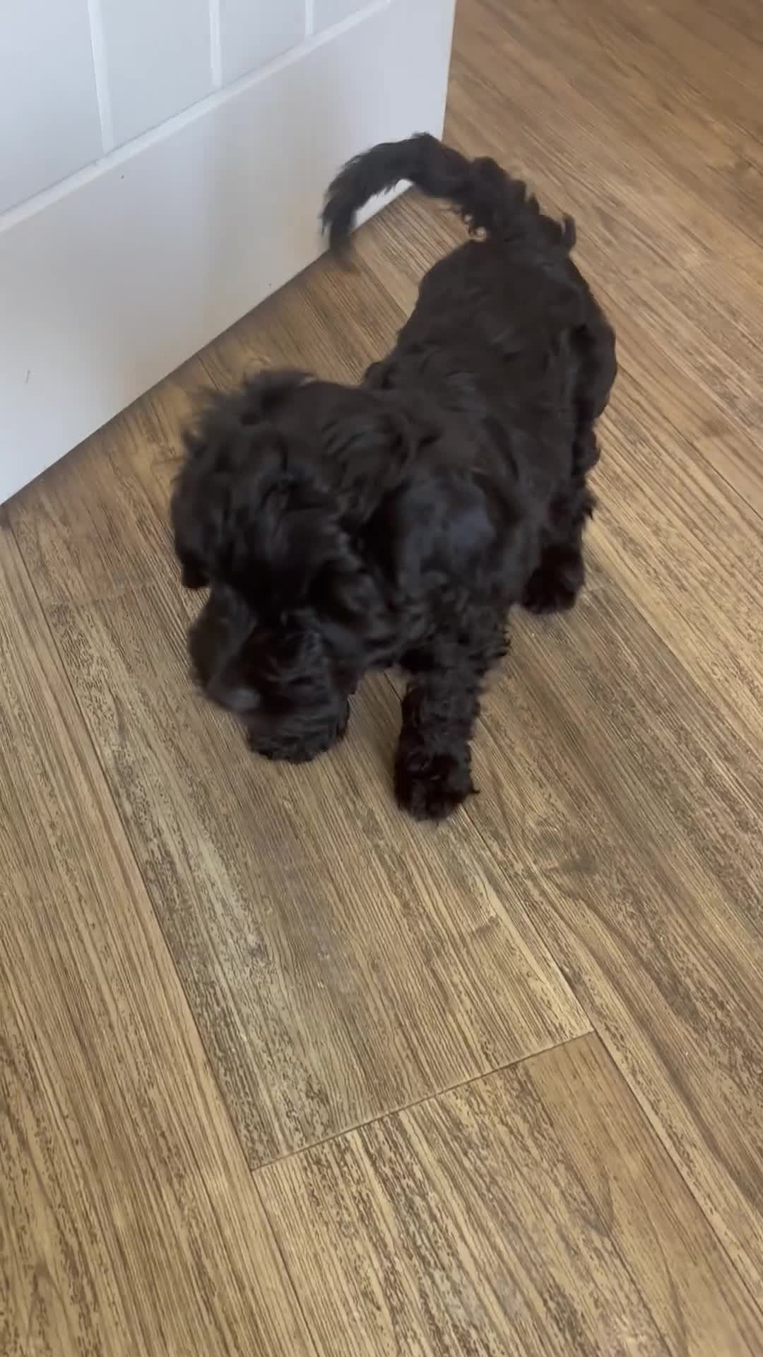 Cavapoo dogs for sale: Little Romeo looking for his Juliet!  - Video 1