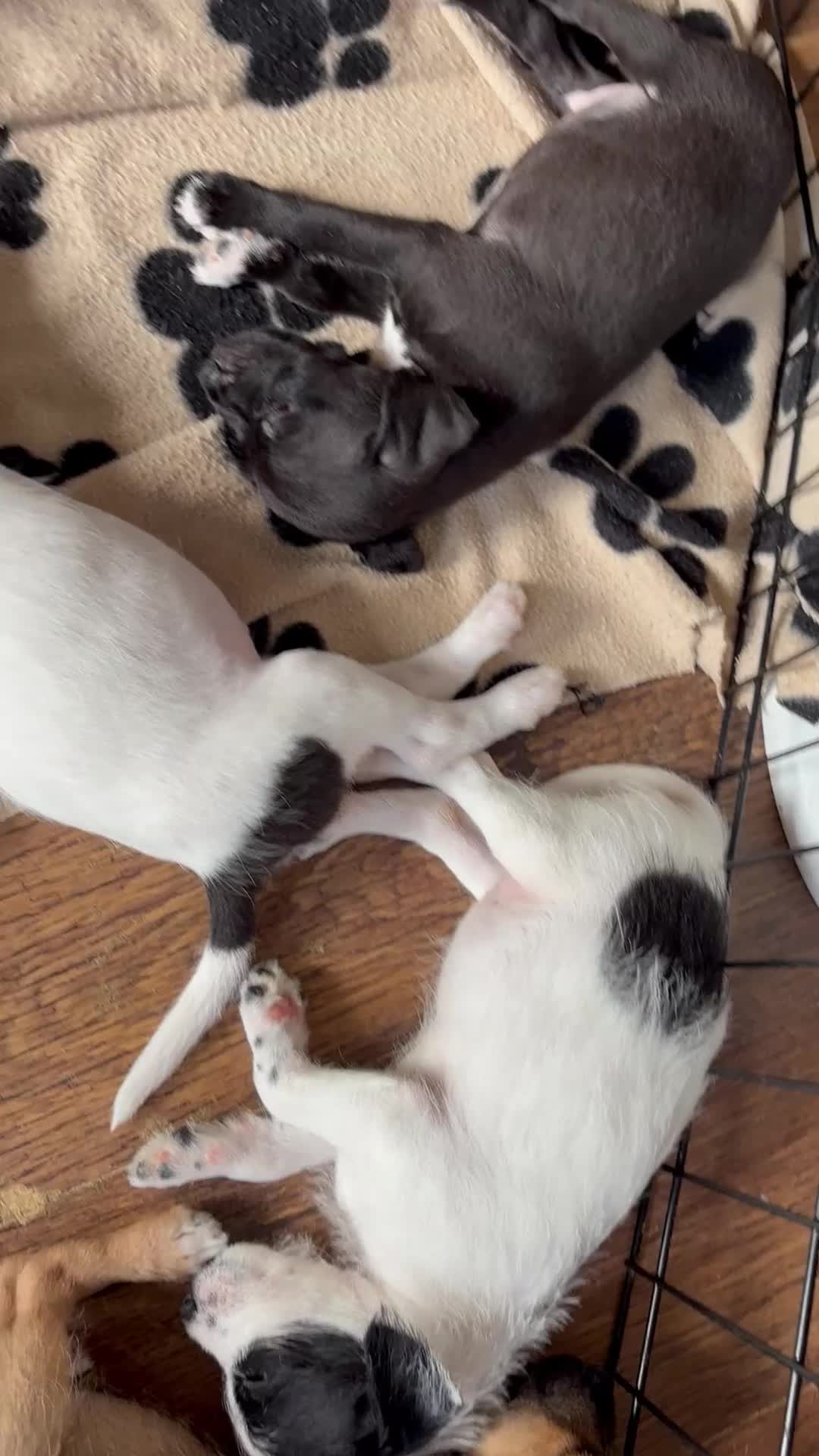 Mixed Breed dogs for sale: Border terrier x Patterdale terrier   - Video 1