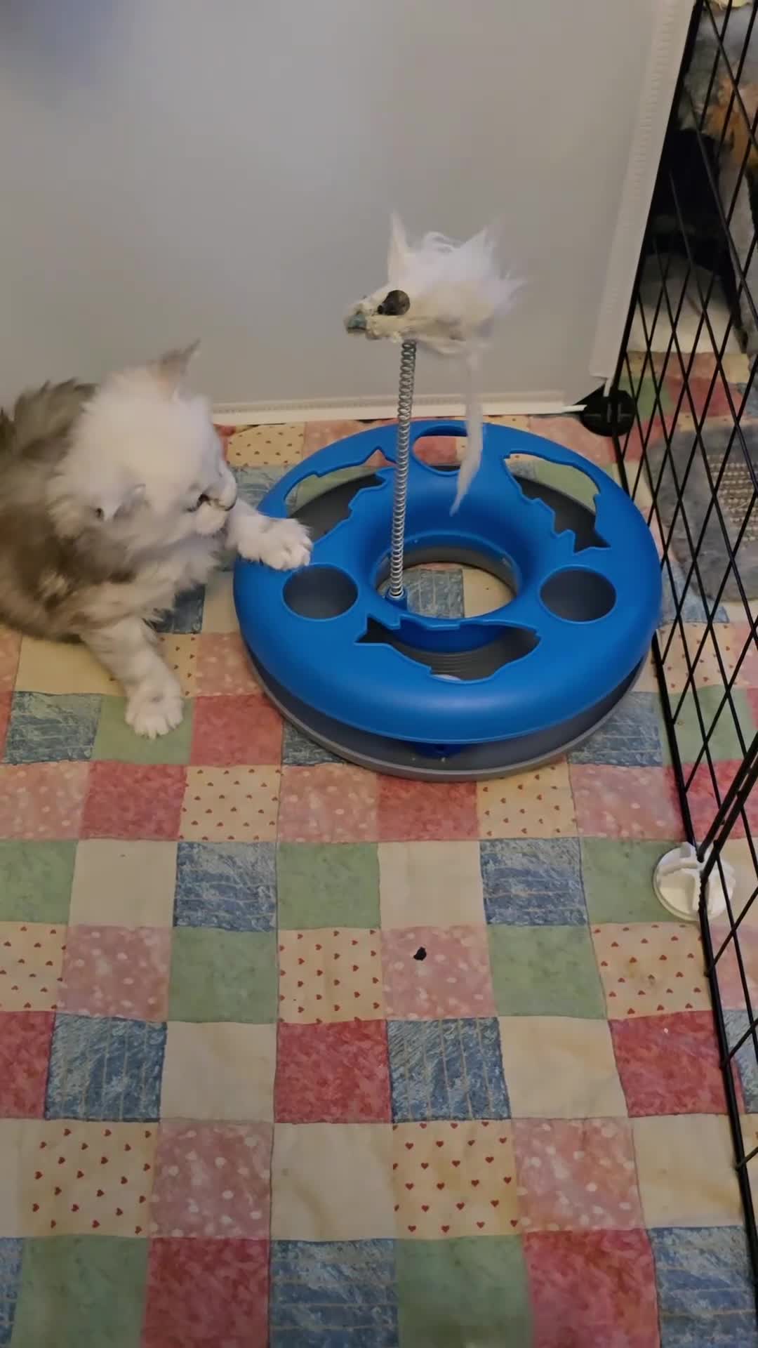 Maine Coon cats for sale: Maine Coon Kittens Black Shaded European Lines - Video 2