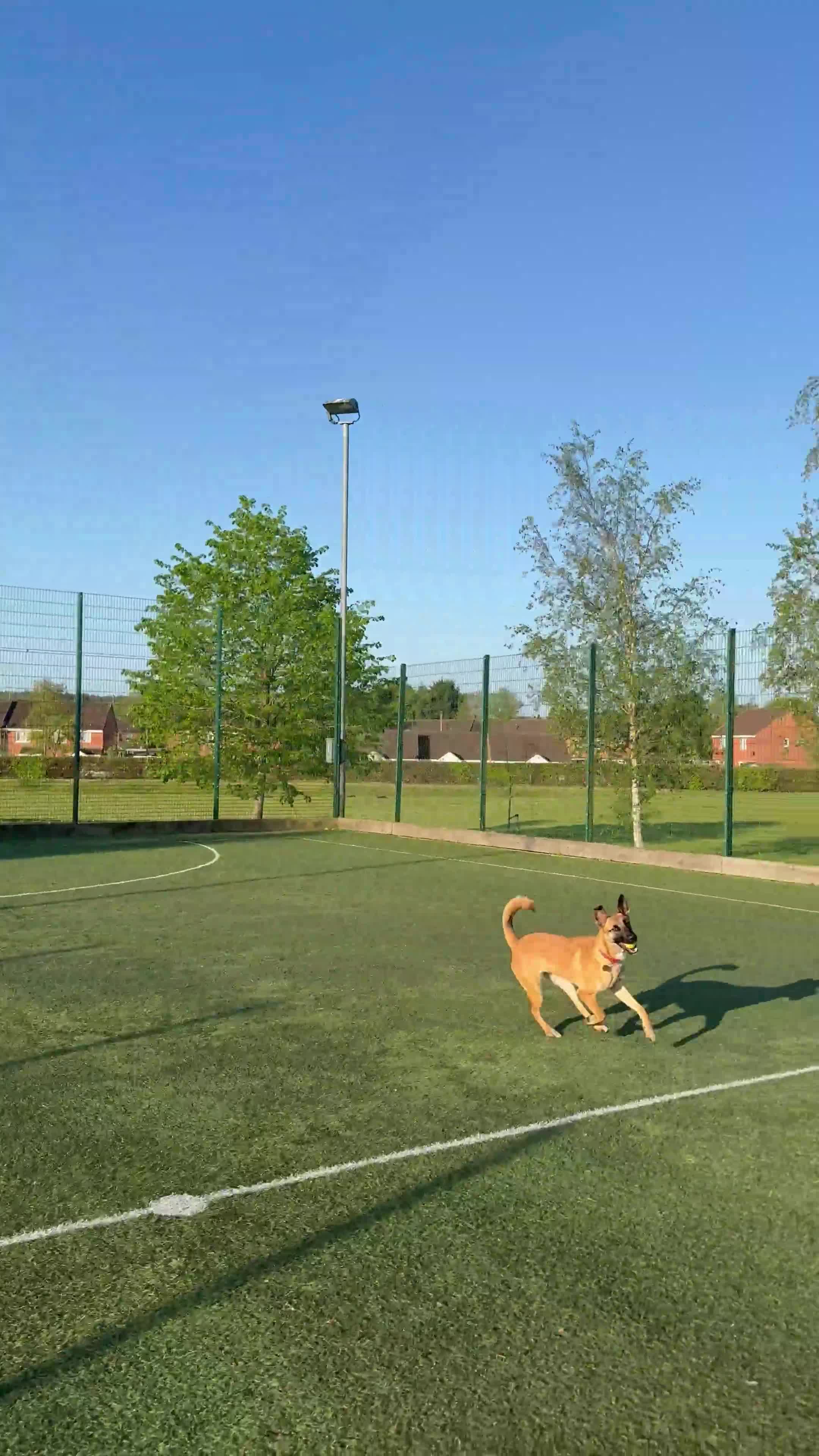 Belgian Shepherd Dog dogs for sale: 8 month old Belgium Malinois  - Video 2