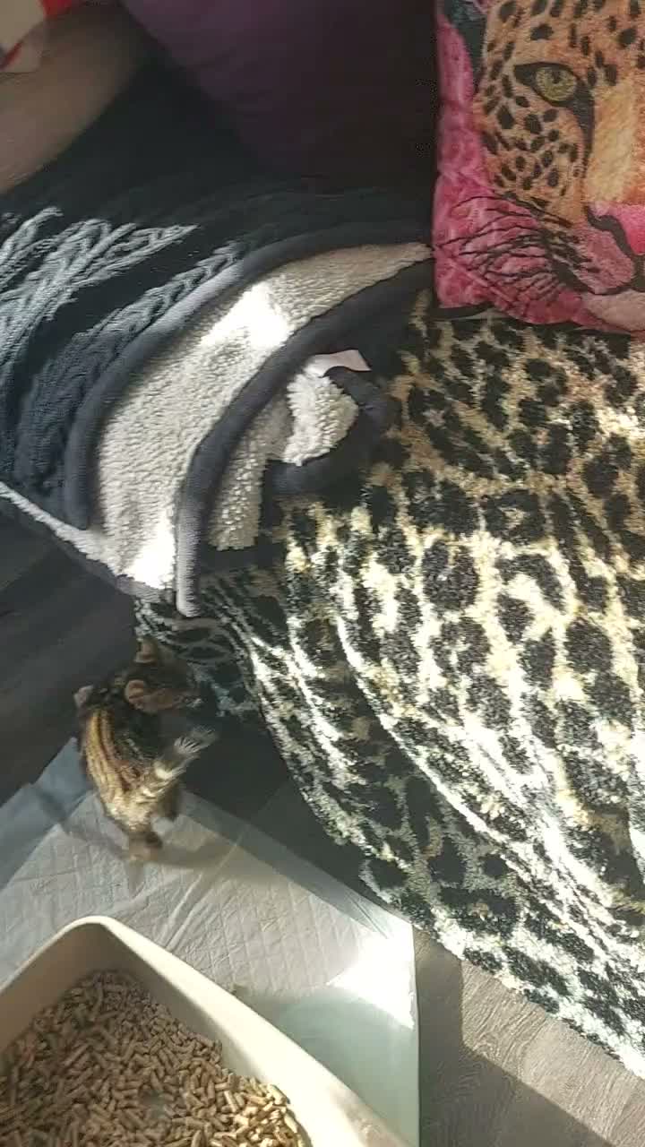 Bengal cats for sale: Pedigree Brown Rosetted Bengal Kittens - Video 1