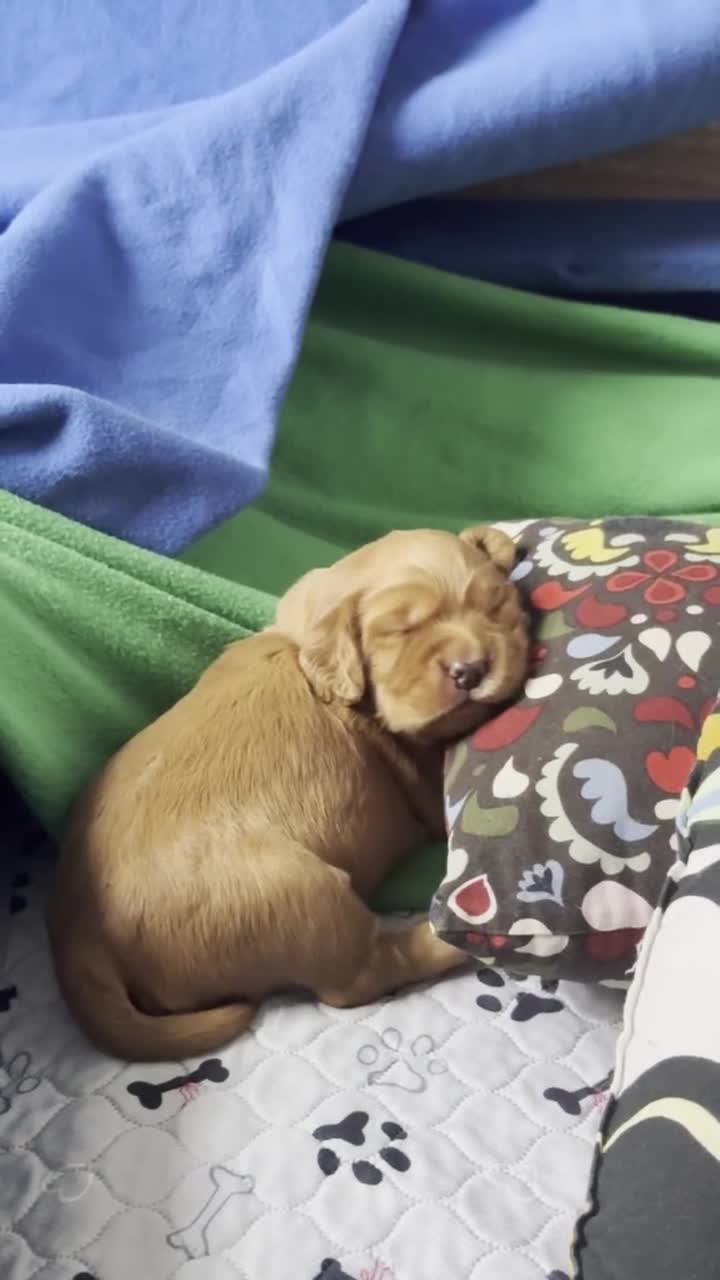 Cocker Spaniel dogs for sale: Pedigree Cocker Spaniel Puppies  - Video 3
