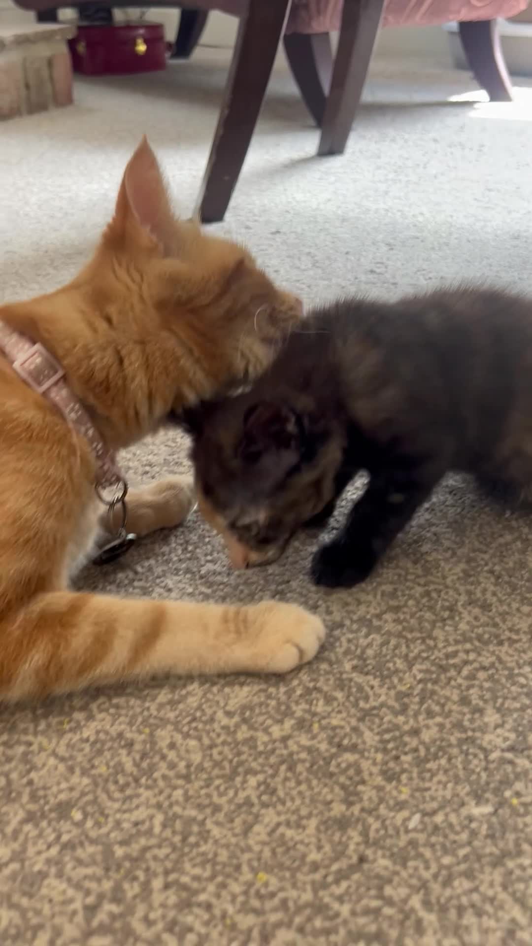Domestic Shorthair cats for sale: Very cute and friendly litter of kittens  - Video 1