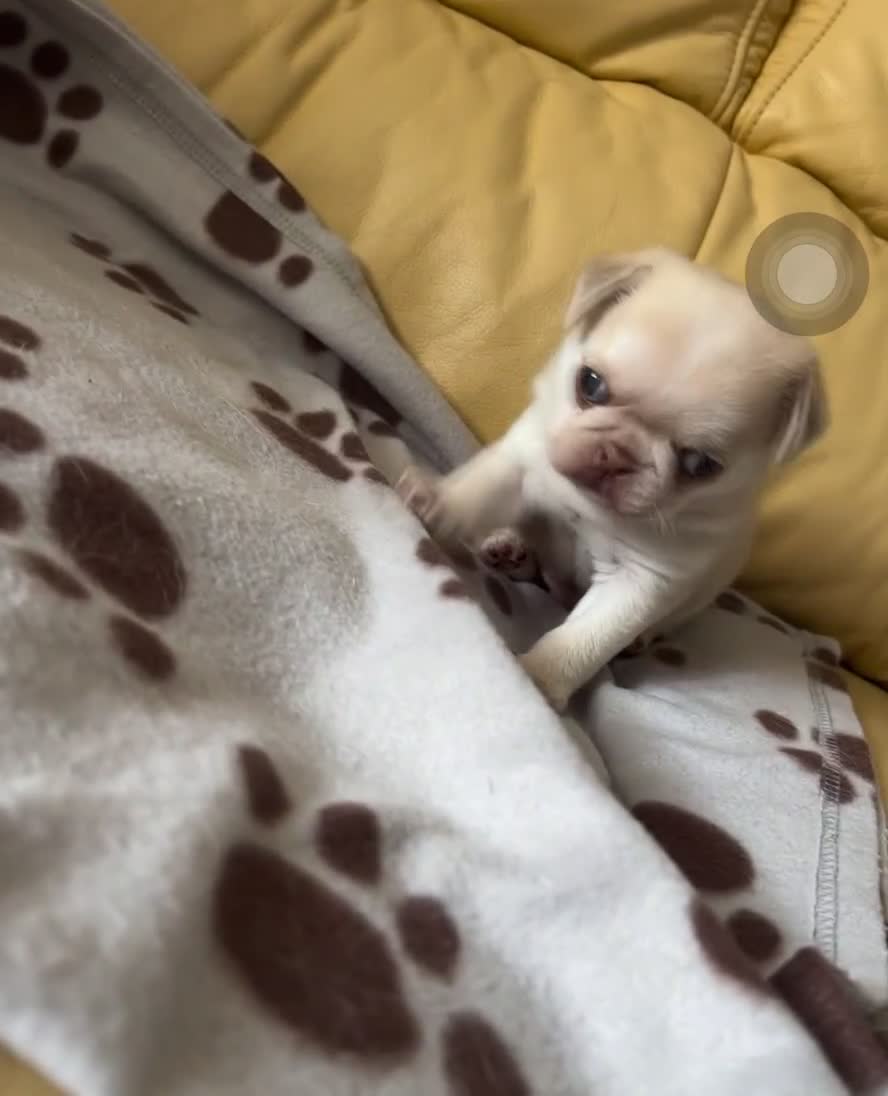 Pug dogs for sale: 1 gorgeous pug boy  - Video 2