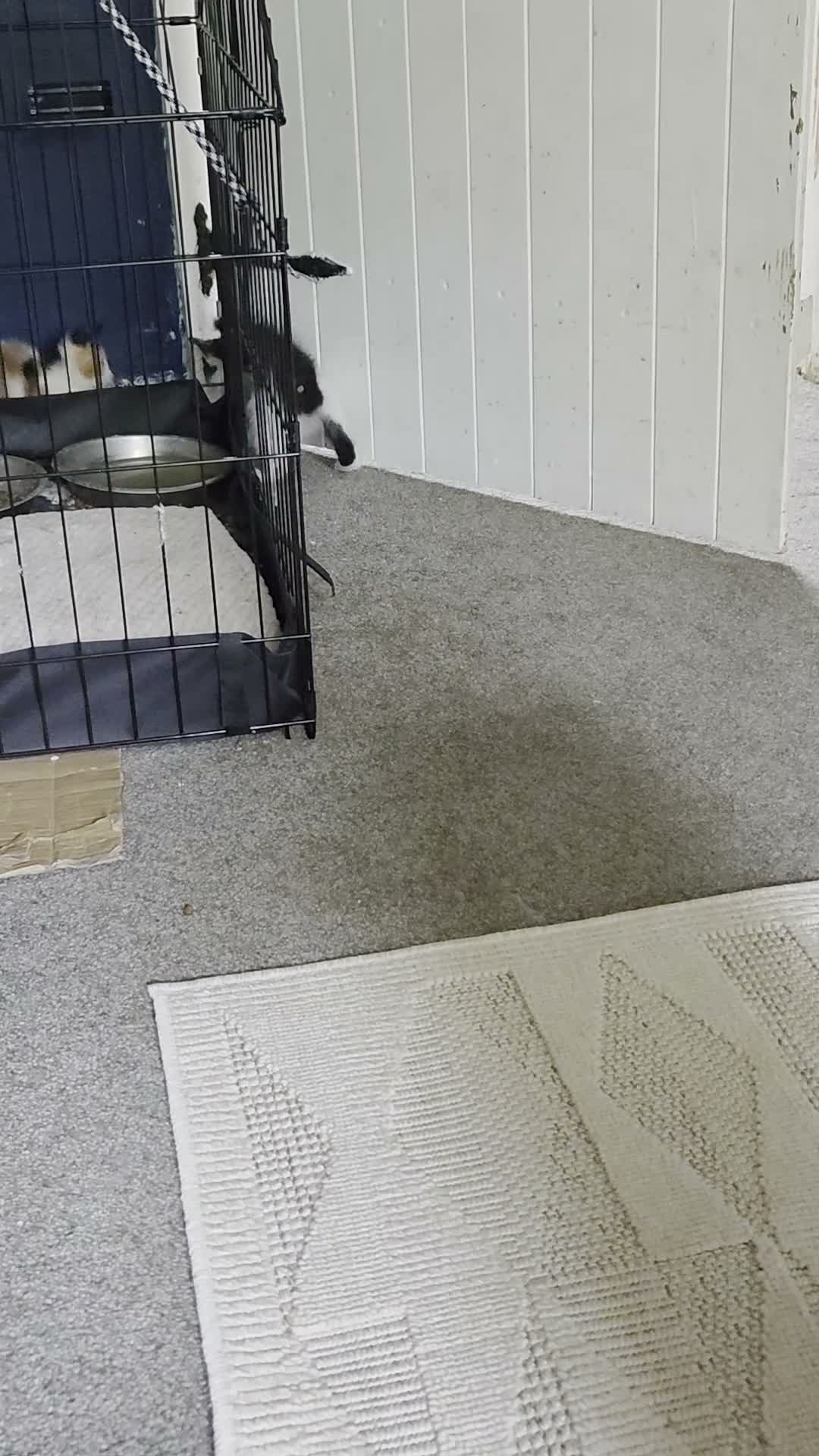 Mixed Breed cats for sale: 2 left - Video 1
