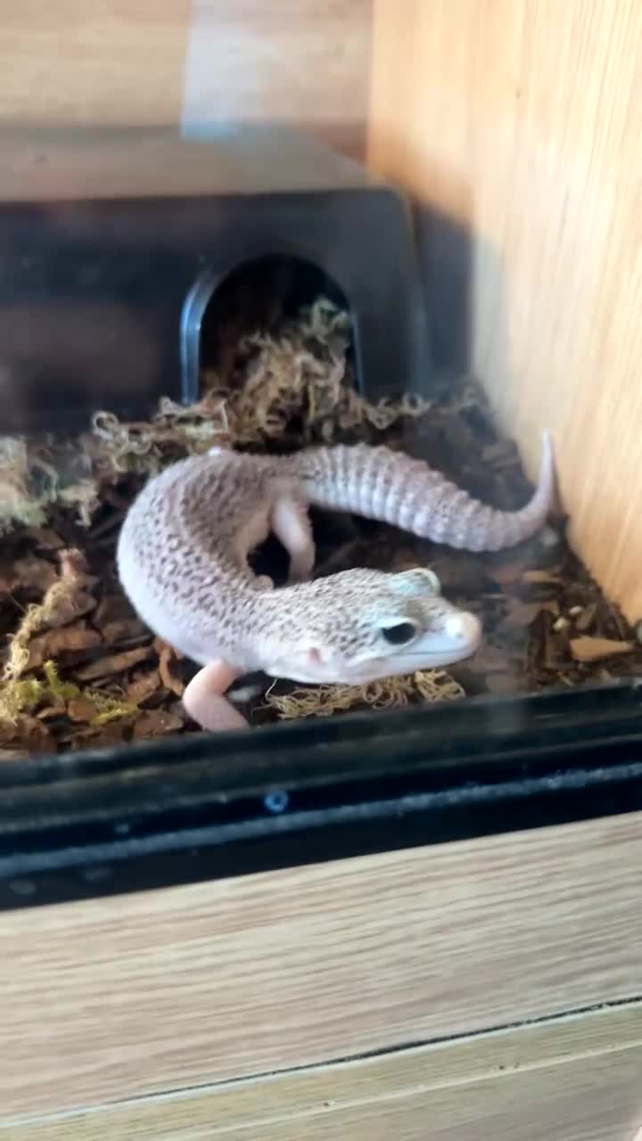 Leopard Gecko reptiles for sale:  female Total eclipse (proven) - Video 1