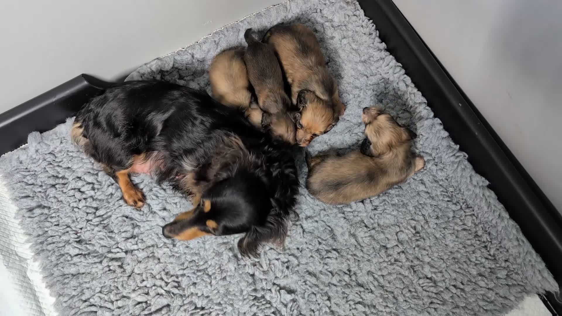 Miniature Dachshund dogs for sale: KC LONGHAIRED MINIATURE DACHSHUNDS  - Video 1
